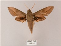 藏品(藏斜紋天蛾)的圖片