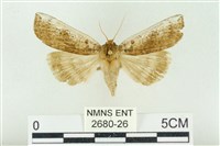 藏品(臺洒波紋蛾)的圖片