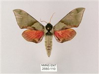 藏品(榆綠天蛾)的圖片