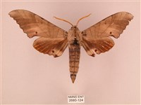 藏品(栗六點天蛾)的圖片