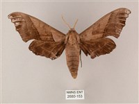 藏品(齒翅三線天蛾)的圖片