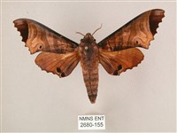 藏品(黑角六點天蛾)的圖片