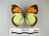 藏品(異粉蝶、雌白黃蝶)的圖片