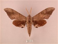 藏品(栗六點天蛾)的圖片