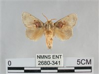 藏品(基褐刺蛾)的圖片