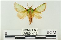 藏品(素木綠刺蛾)的圖片