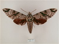 藏品(粗斜紋天蛾)的圖片