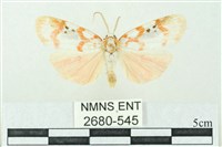 藏品(臺雪苔蛾)的圖片