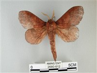 藏品(隱波紋枯葉蛾)的圖片