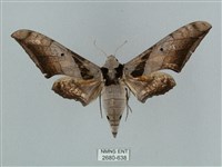 藏品(黑帶鷹翅天蛾)的圖片