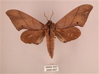 藏品(直翅六點天蛾)的圖片