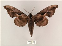 藏品(盾天蛾)的圖片