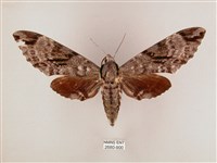 藏品(粗斜紋天蛾)的圖片