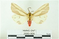 藏品(赭新污燈蛾)的圖片