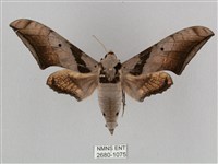 藏品(黑帶鷹翅天蛾)的圖片