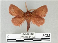 藏品(褐斜帶枯葉蛾)的圖片