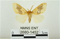 藏品(寬紋黃毒蛾)的圖片