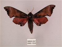 藏品(桃紅六點天蛾)的圖片