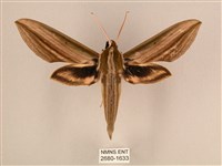 藏品(棕綠背線天蛾)的圖片