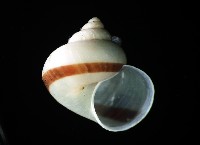 藏品(斑青山蝸牛)的圖片