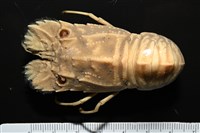 藏品(褐紅蟬蝦)的圖片