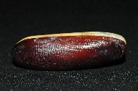 藏品(黑石蜊)的圖片