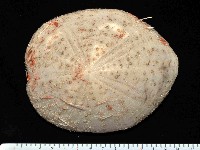 藏品(大脆心形海膽)的圖片