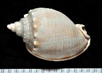 藏品(金帶鬘螺)的圖片