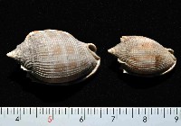 藏品(布紋鬘螺)的圖片