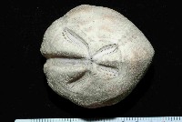 藏品(結實裂星海膽)的圖片