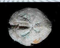 藏品(凹卵形(凹裂星)海膽)的圖片