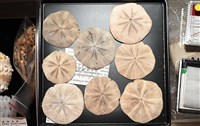 藏品(扁平蛛網海膽)的圖片