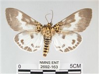 藏品(扭擬燈蛾)的圖片