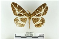 藏品(樹形尺蛾)的圖片