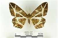 藏品(樹形尺蛾)的圖片