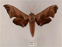 藏品(齒翅三線天蛾)的圖片