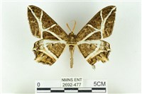 藏品(樹形尺蛾)的圖片