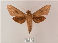 藏品(直翅斜紋天蛾)的圖片