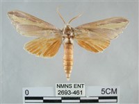 藏品(雙黃條天蛾)的圖片