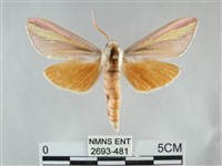 藏品(雙黃條天蛾)的圖片