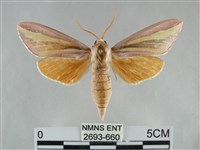 藏品(雙黃條天蛾)的圖片