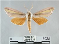 藏品(雙黃條天蛾)的圖片