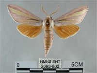 藏品(雙黃條天蛾)的圖片