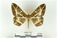 藏品(樹形尺蛾)的圖片