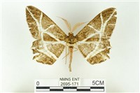 藏品(樹形尺蛾)的圖片