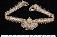 藏品(棘刺菱蟹)的圖片