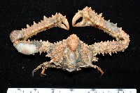 藏品(強壯菱蟹)的圖片