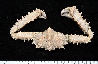 藏品(強壯菱蟹)的圖片