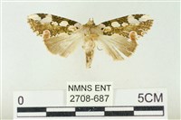 藏品(連珠波紋蛾)的圖片