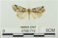 藏品(臺美波紋蛾)的圖片